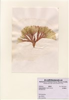 藏品(扇形囊膜藻)的圖片